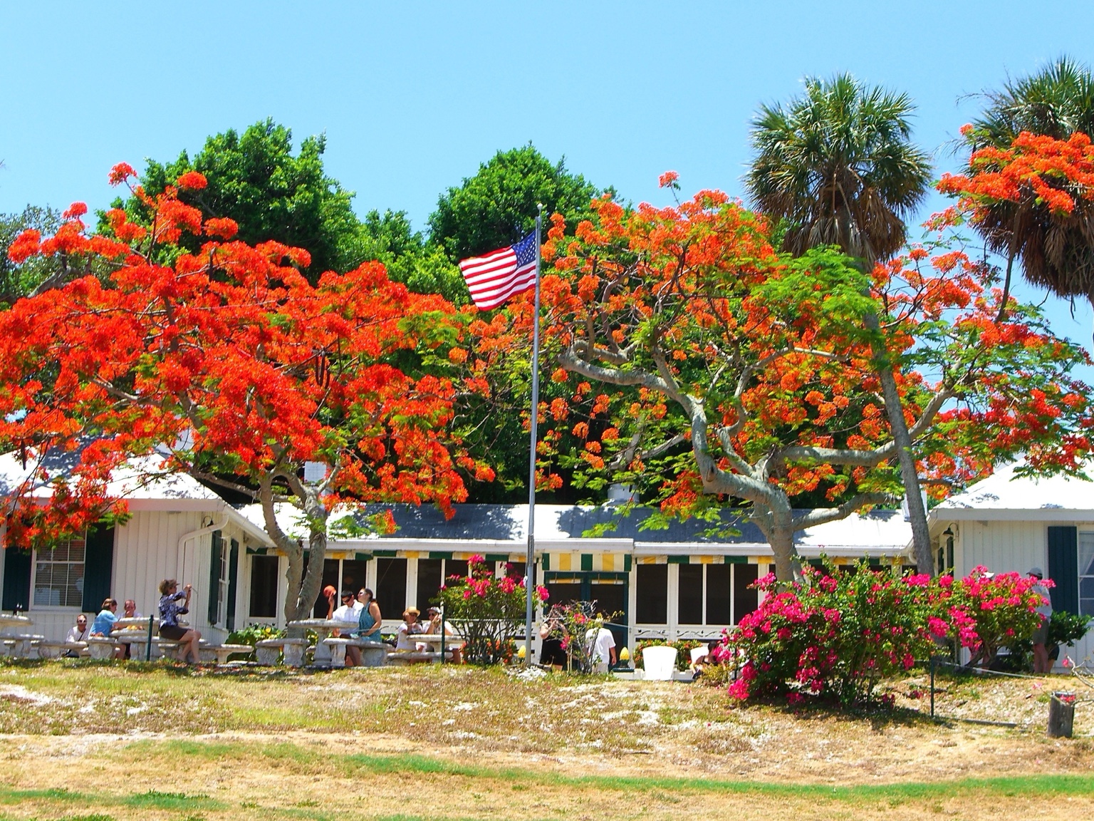 Bright orange blossoms and an American flag outside the inn at Cabbage Key